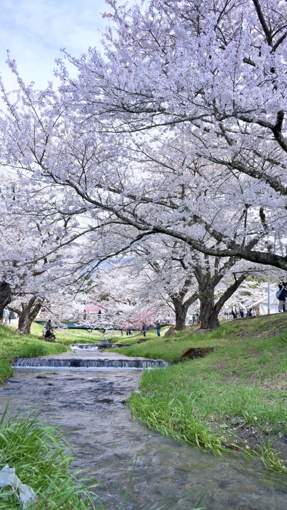 猪苗代町観音寺川の桜並木