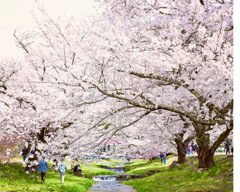 猪苗代町　観音寺の桜