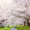 猪苗代町　観音寺の桜