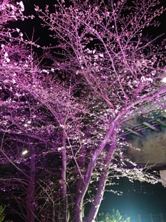 桜ライトアップ