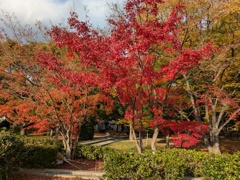 紅葉