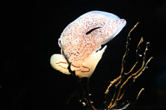 加茂水族館　クラゲ？