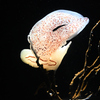 加茂水族館　クラゲ？