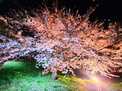 夜桜
