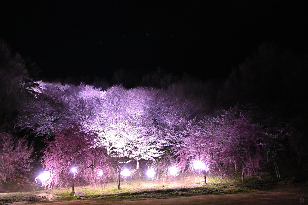 北山　夜桜