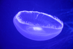 加茂水族館　クラゲ