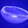 加茂水族館　クラゲ