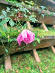 雨の日の小さな幸せ