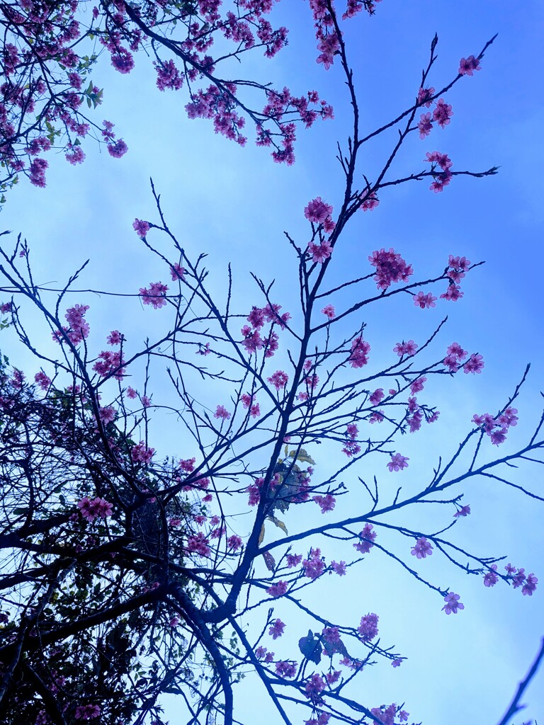 蒼と桜