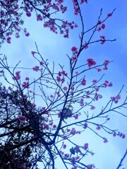 蒼と桜