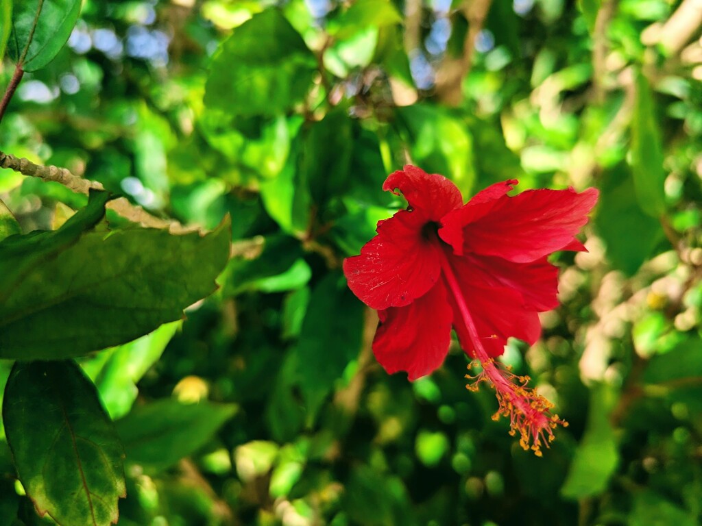 ハイビスカスの花のように
