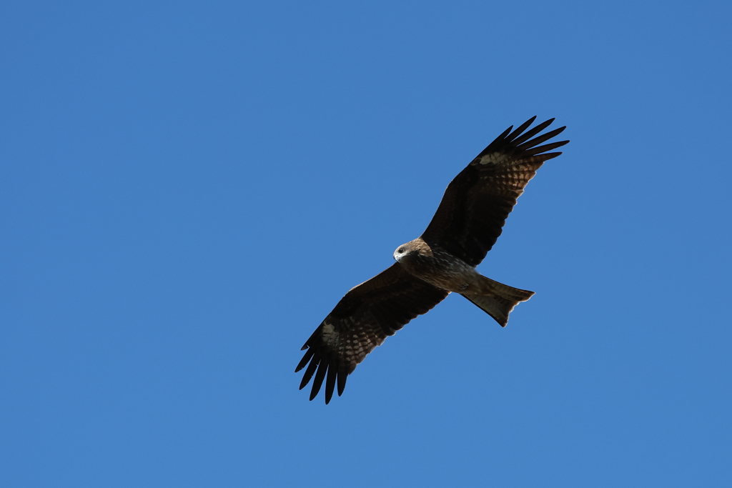 大空で風に乗って