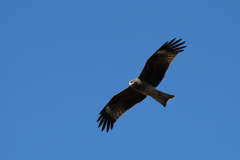 大空で風に乗って