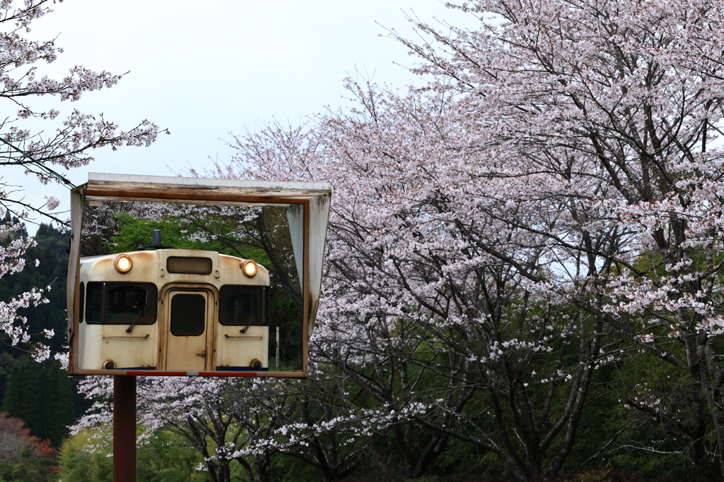 桜の季節　2