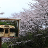 桜の季節　2
