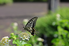 アゲハチョウ