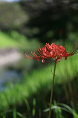 ちょっと速い彼岸花
