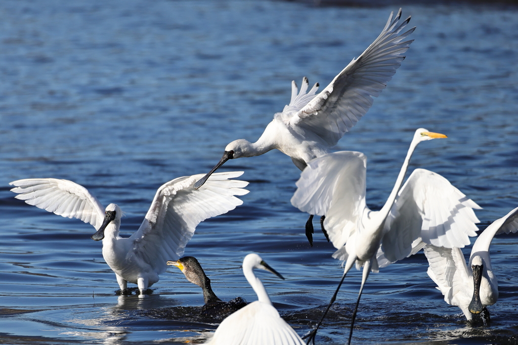 クロツラヘラサギ達