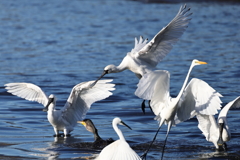 クロツラヘラサギ達