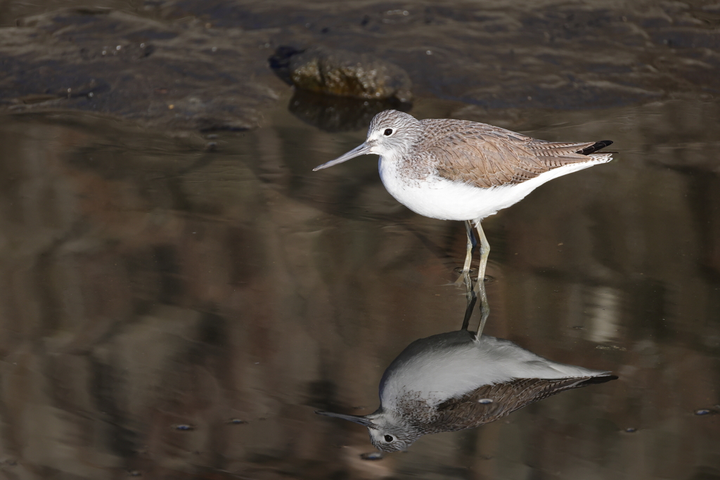まるでシンメ鳥