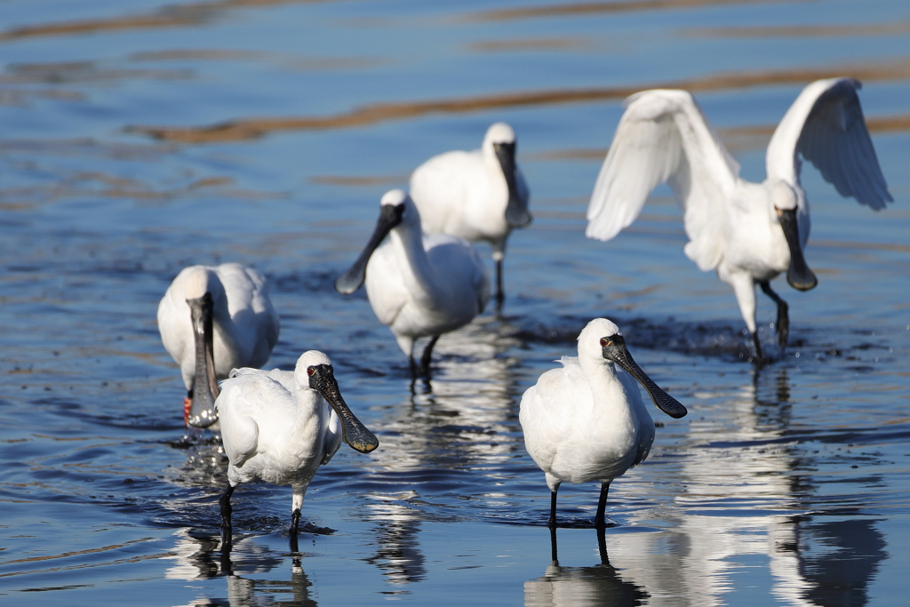 クロツラヘラサギ
