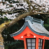 桜の季節　1