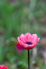 公園の花