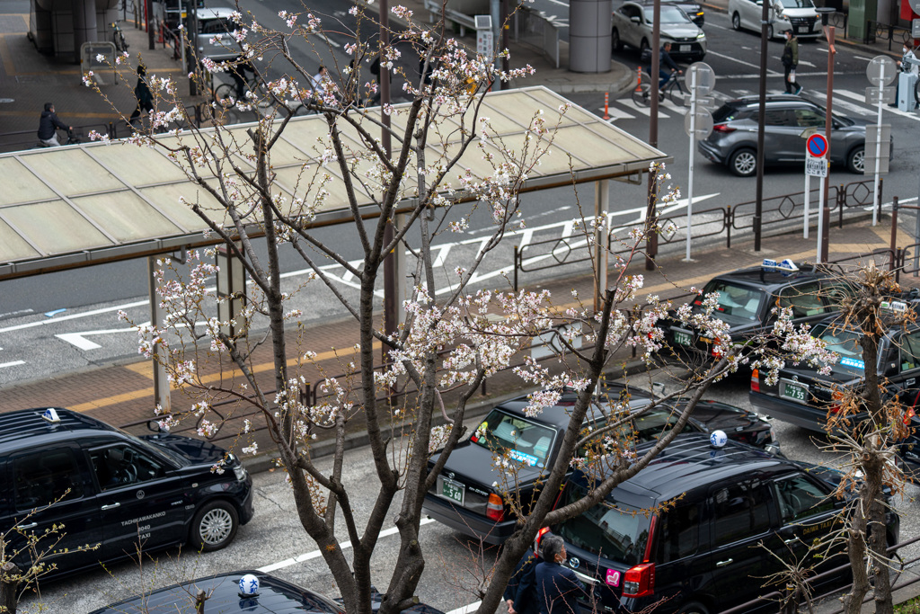 今年も待ち遠しい桜