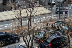 今年も待ち遠しい桜