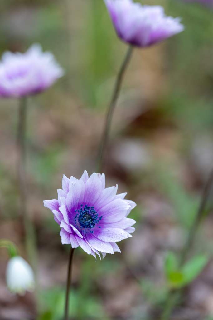 公園の花