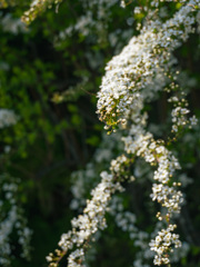 DSC00926