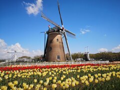 日本のオランダ