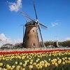 日本のオランダ