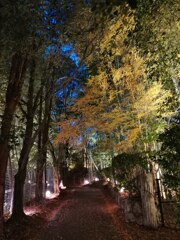 竹林の小径