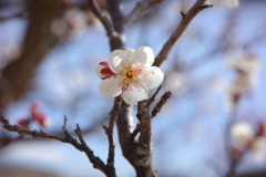 春の訪れ