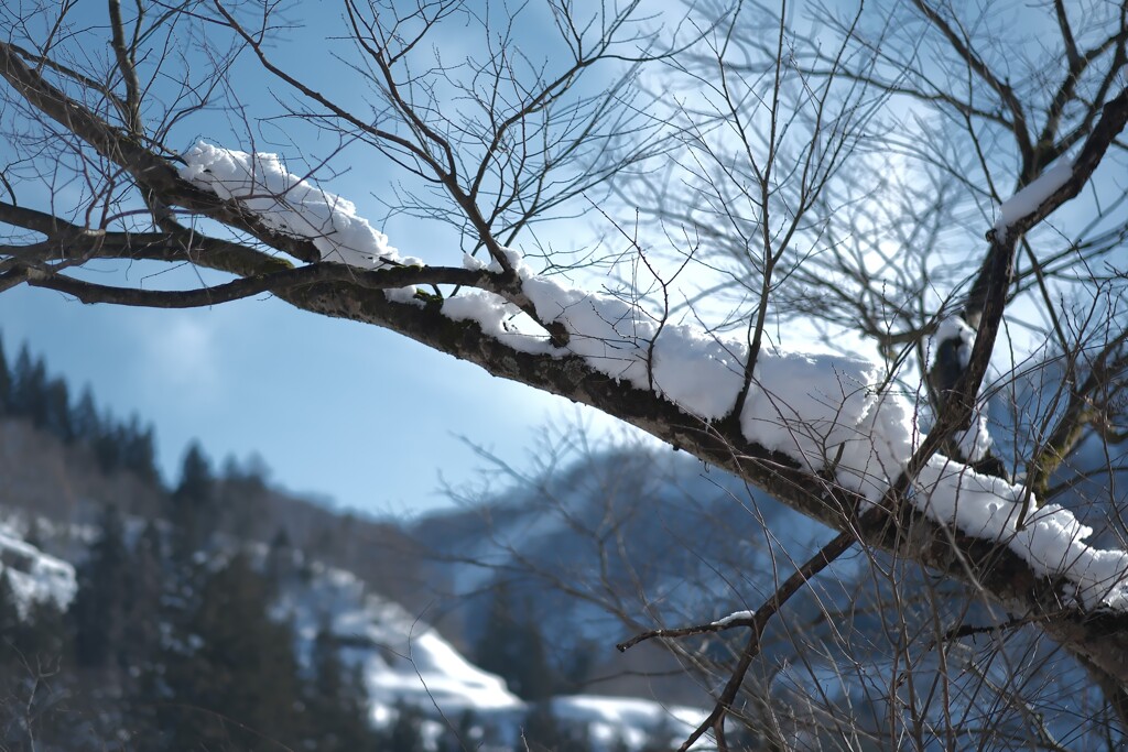 Snow on branch