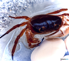 fresh water crab