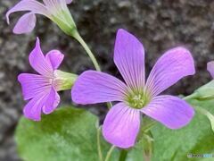 Pink Woodsorrel