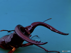 stag beetle