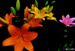 flower　ユリ