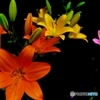 flower　ユリ