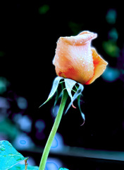 薔薇