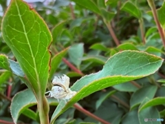 an insect　昆虫