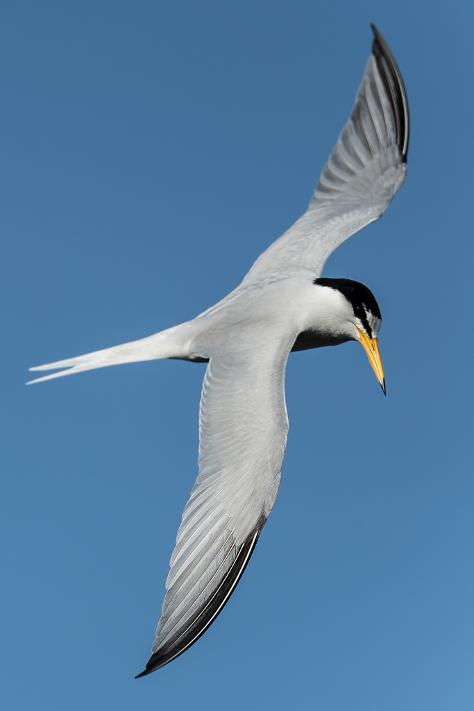 滑空