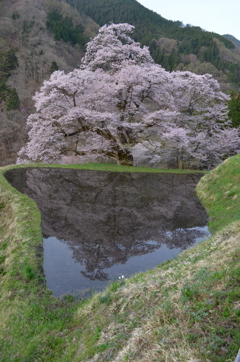 駒つなぎの桜　1468