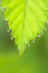 かわいいあさつゆ