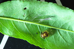 キラキラの虫発見