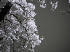 P1013125