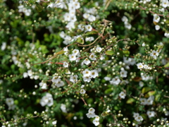 P1011915