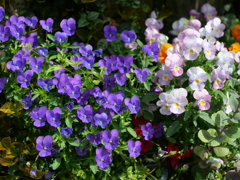 P1015118